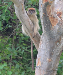 Piliocolobus tephrosceles