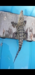 Crocodylia