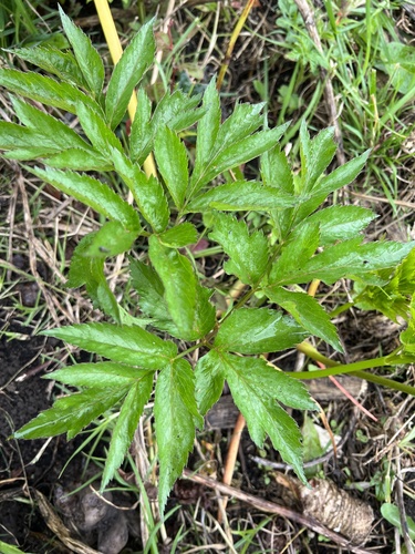 Arracacia xanthorrhiza, photograph 2