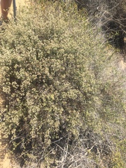 Galium angustifolium