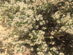 Galium angustifolium