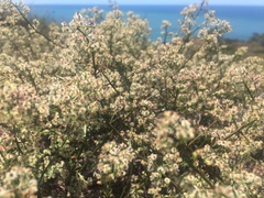 Galium angustifolium