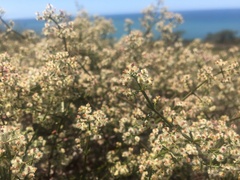 Galium angustifolium