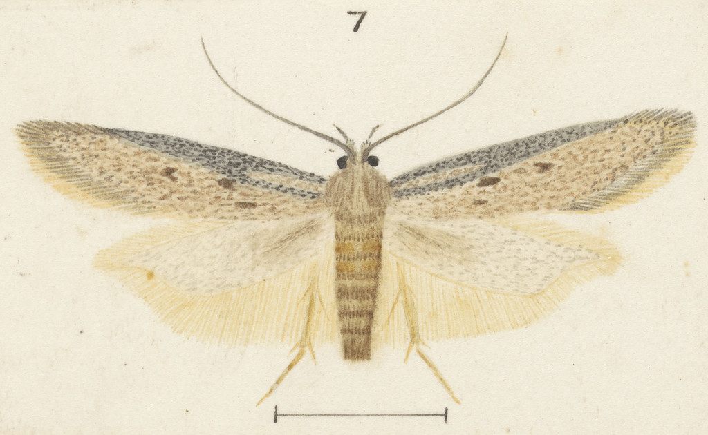 Kiwaia schematica