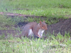 Sciurus carolinensis