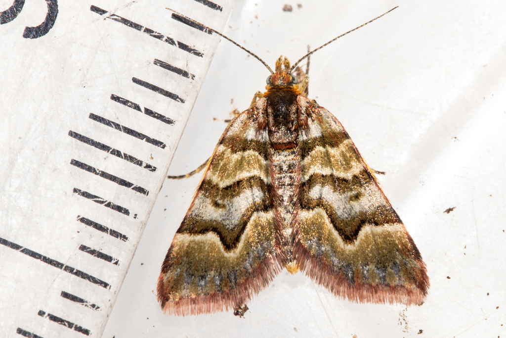 Arctesthes