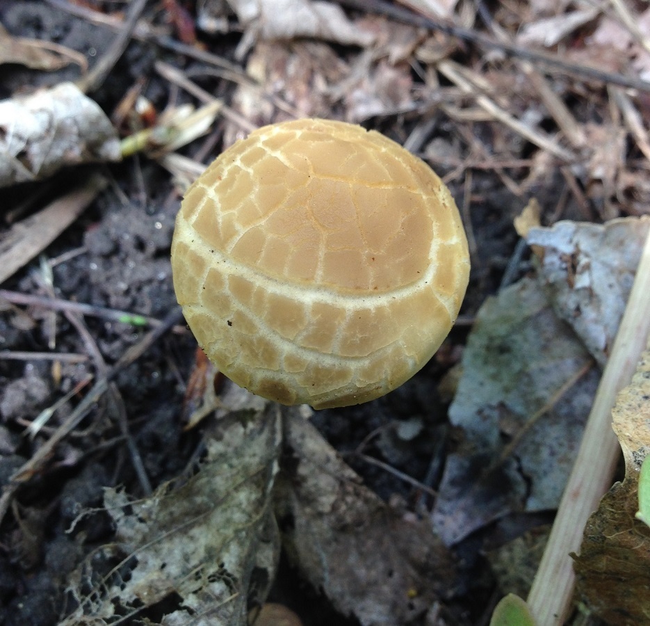 Spring Fieldcap from Ada County, ID, USA on May 10, 2014 at 03:59 PM by ...