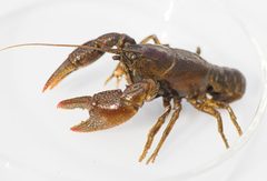 Lacunicambarus thomai