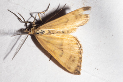 Asaphodes abrogata