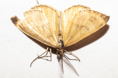 Asaphodes abrogata