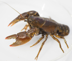 Lacunicambarus thomai