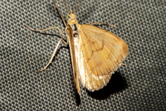 Asaphodes abrogata