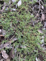Chenopodium nutans linifolium