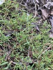 Chenopodium nutans linifolium