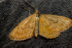 Asaphodes abrogata
