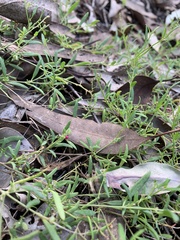 Chenopodium nutans linifolium