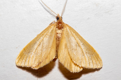 Asaphodes