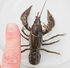 Lacunicambarus thomai