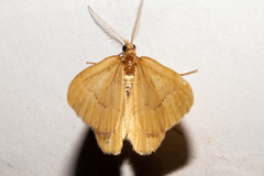 Asaphodes
