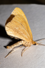 Asaphodes