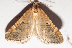 Asaphodes aegrota