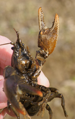 Lacunicambarus thomai