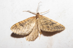 Asaphodes aegrota