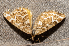 Asaphodes clarata
