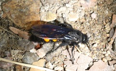 Pygodasis ephippium ephippium