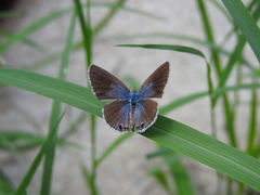 Echinargus
