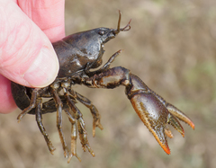 Lacunicambarus thomai