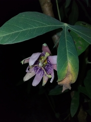 Passiflora smithii