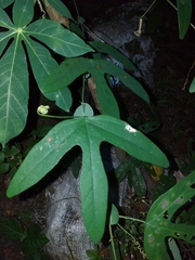 Passiflora smithii