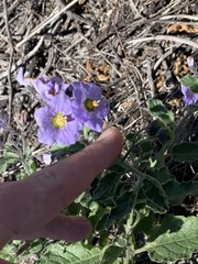 Solanum umbelliferum clokeyi