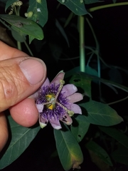 Passiflora smithii