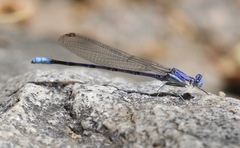 Argia munda
