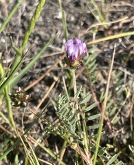 Astragalus didymocarpus milesianus