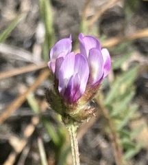 Astragalus didymocarpus milesianus