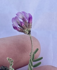 Astragalus didymocarpus milesianus