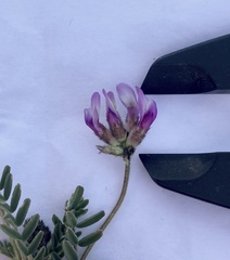 Astragalus didymocarpus milesianus