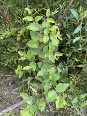 Eucalyptus globoidea
