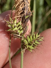 Carex serratodens