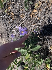 Solanum umbelliferum clokeyi
