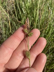 Carex serratodens