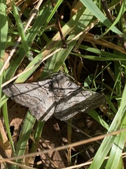 Hypobapta tachyhalotaria