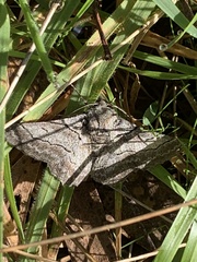 Hypobapta tachyhalotaria