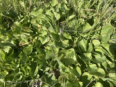 Sanicula maritima