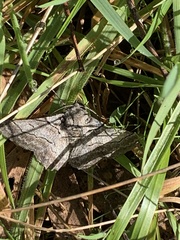 Hypobapta tachyhalotaria