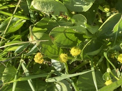 Sanicula maritima
