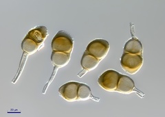 Puccinia oenotherae